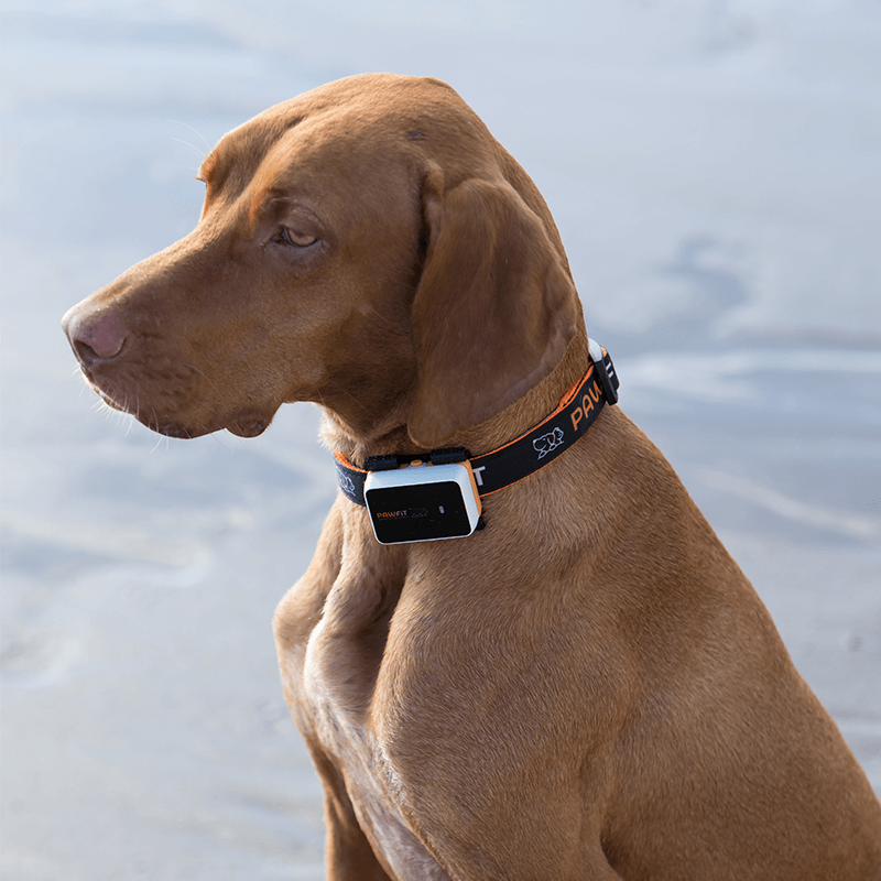 Mi perro no puede hablar, pero su collar me dice exactamente cómo se siente hoy