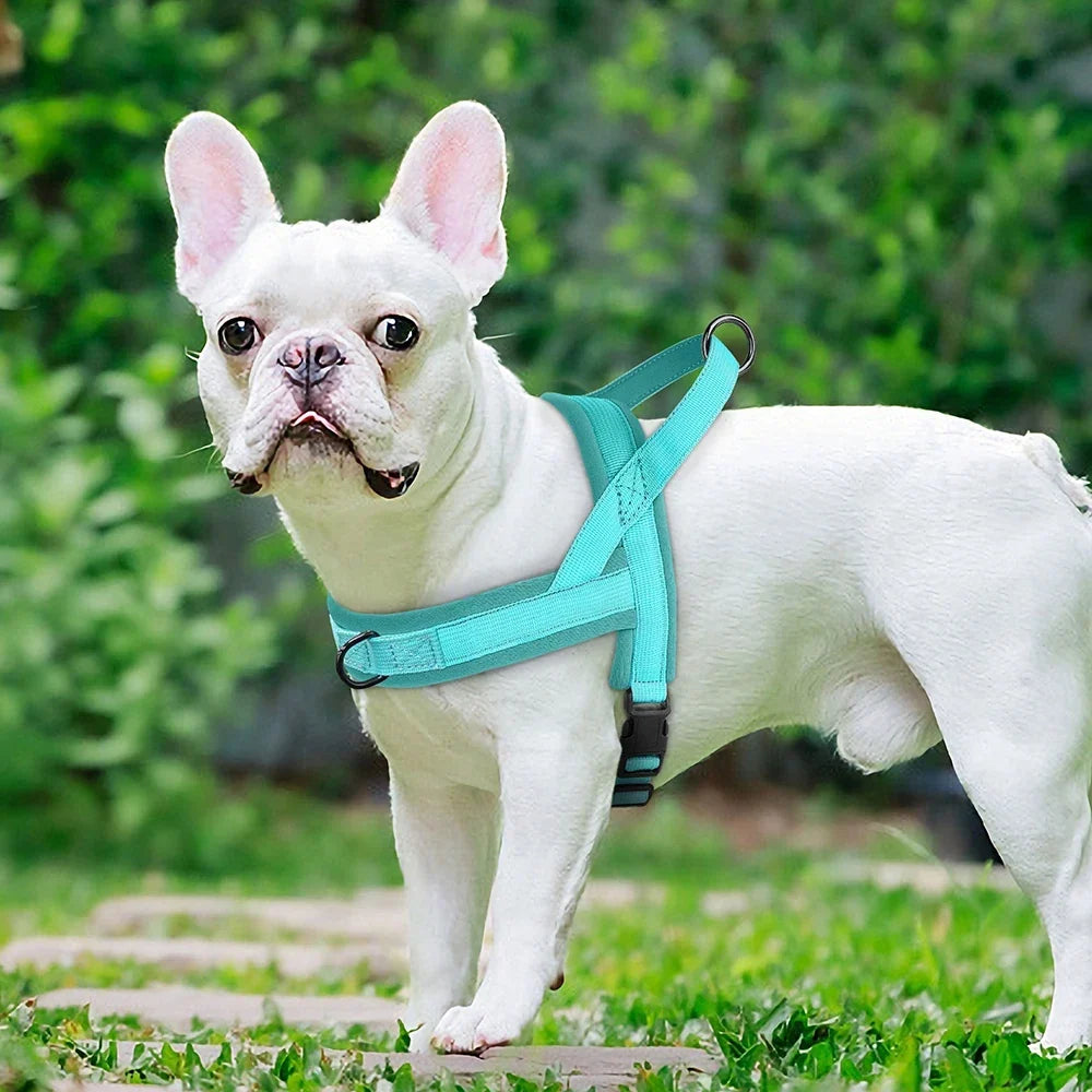 Cómo elegir el arnés adecuado para tu perro