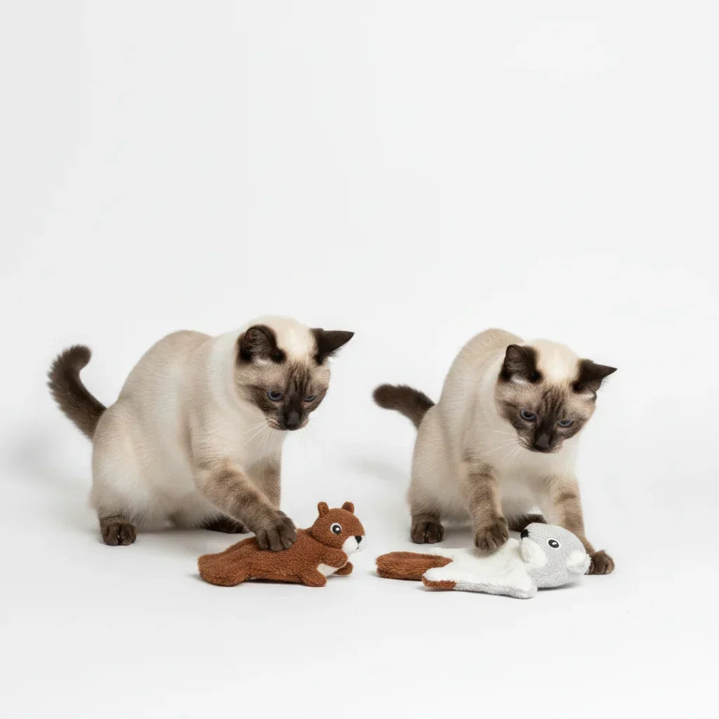 Cómo saber si tu gato está aburrido