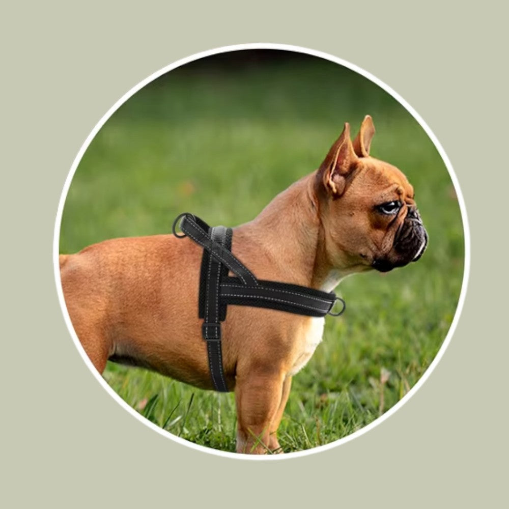 Arnés Antitirones Negro Reflectante: Confort y Control para tu Perro