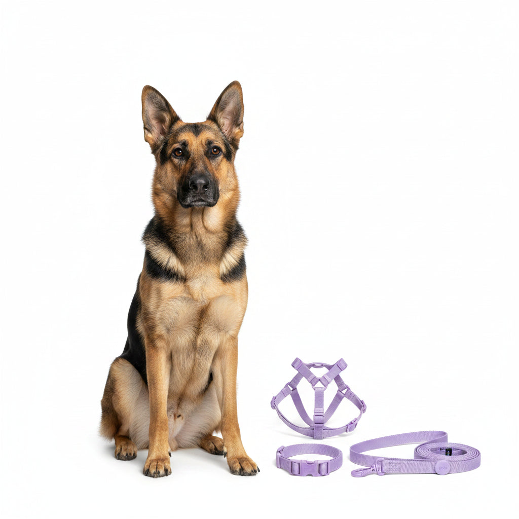 Set de Arnés, Collar y Correa Ajustable para Perro Pequeño