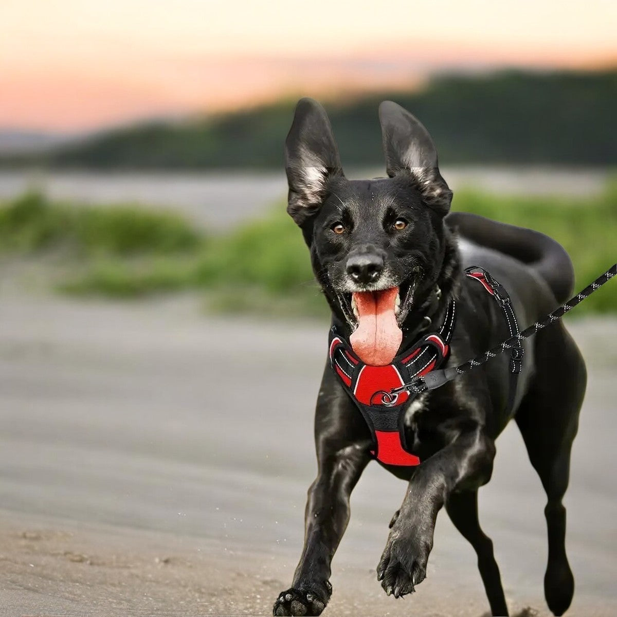 Arnés para Perros Vestido Rojo