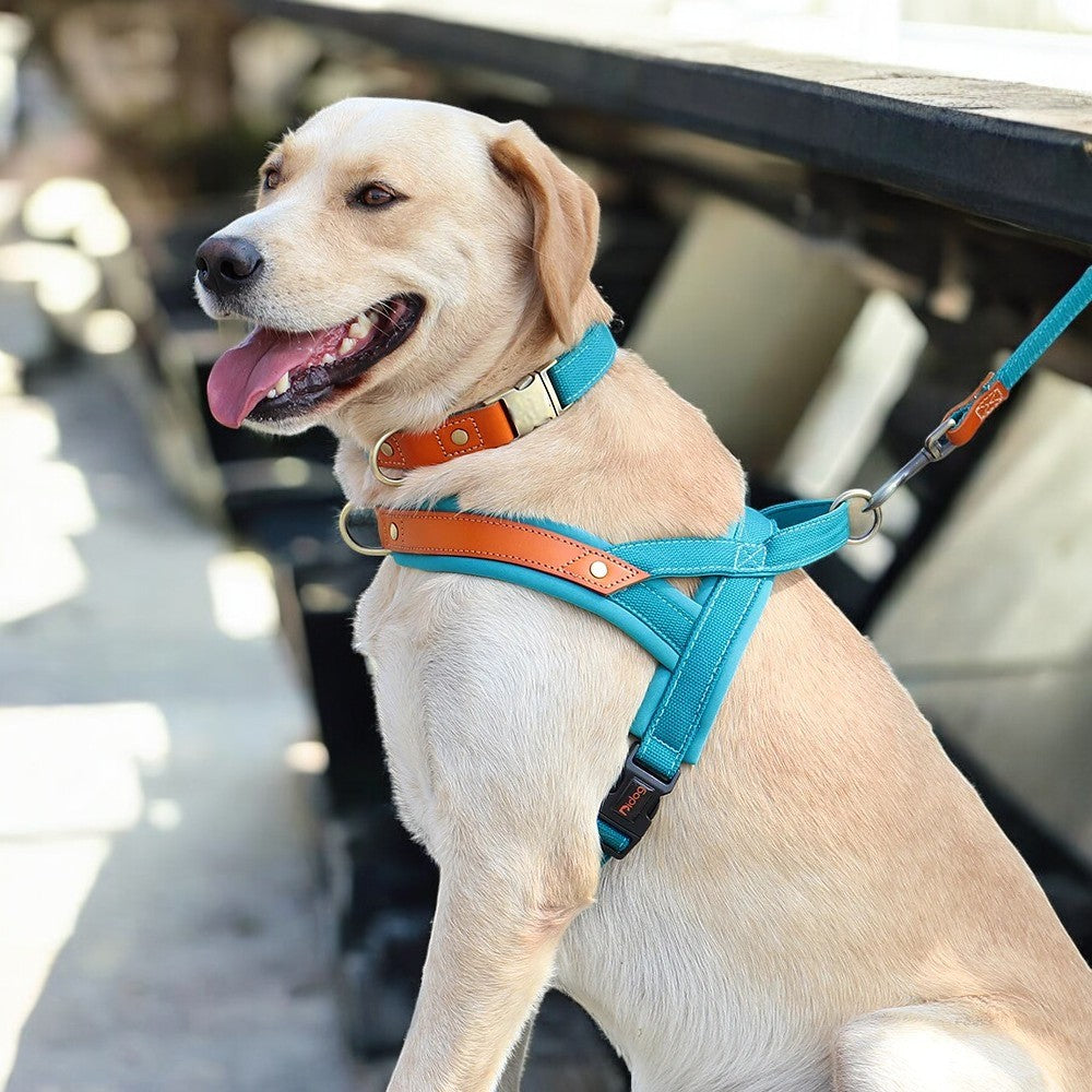 Kit Árnes y Collar para Perros