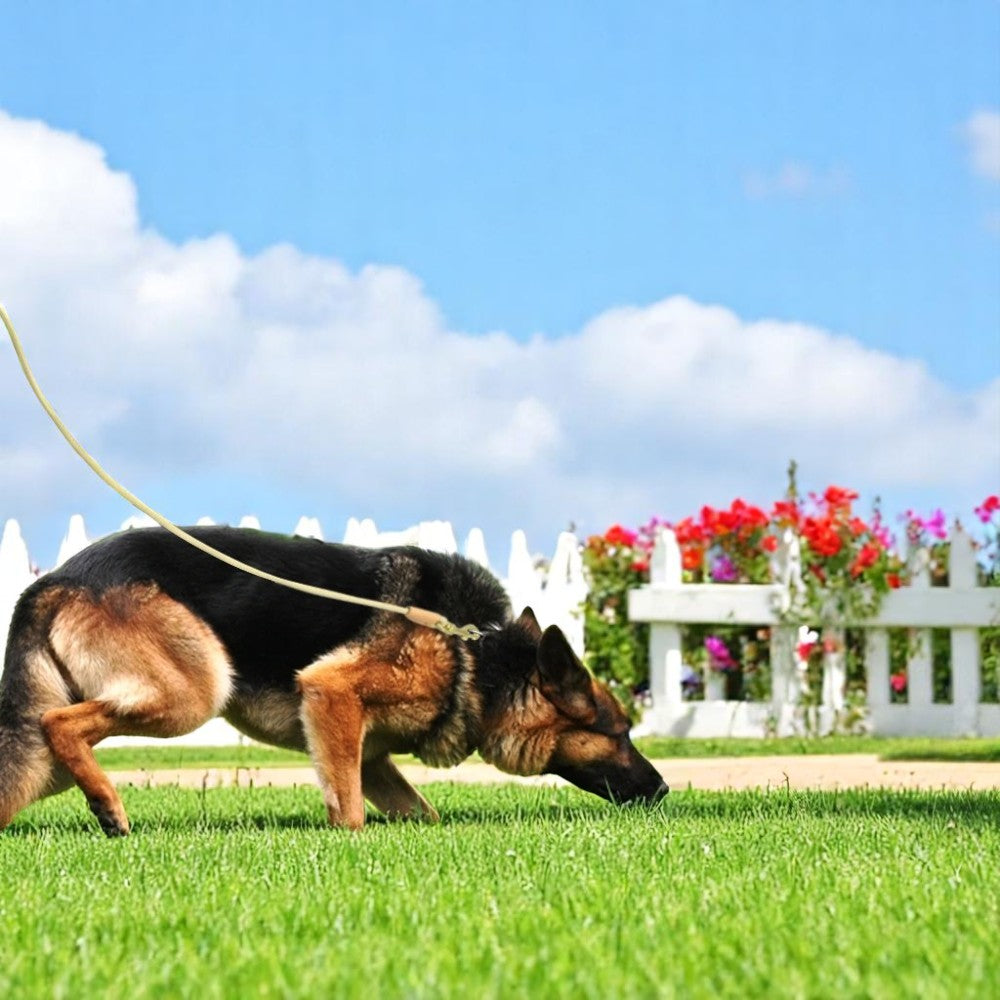 Correa Beige Larga Antideslizante para Perros de Nylon