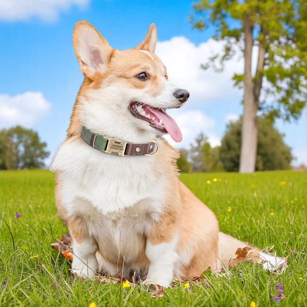 Collar de Cuero PU para Perros – Dale Identidad y Estilo a tu Mejor Amigo
