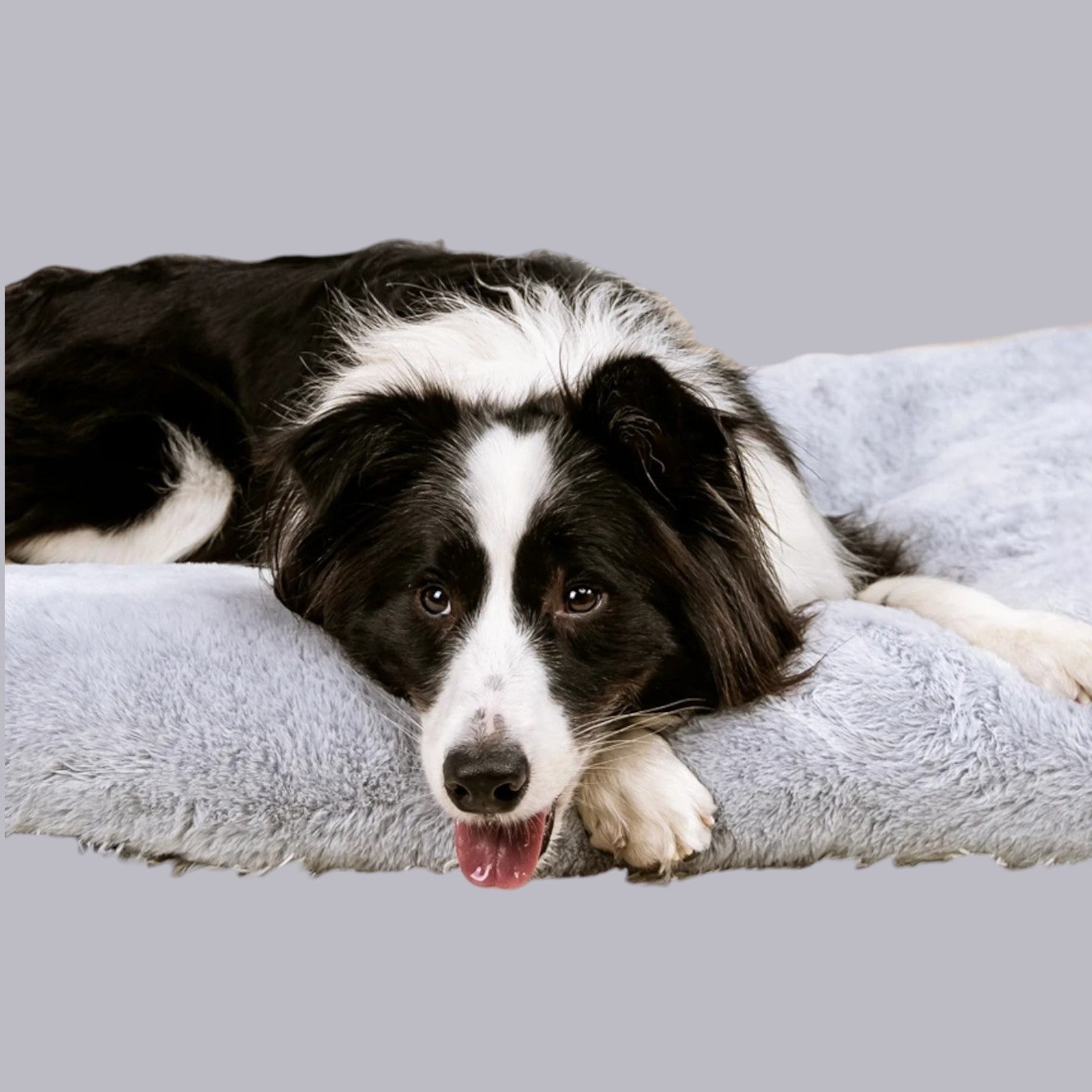 Cama de Algodón para Perros
