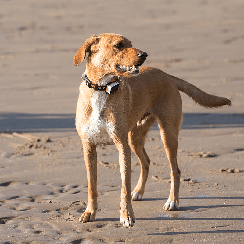 Menos peso, más tranquilidad: Cómo elegir el GPS perfecto para tu mascota sin que parezca que lleva un ladrillo