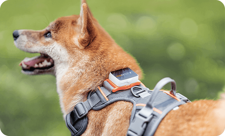 Más allá del Wi-Fi: Cómo configuro el GPS de mi perro cuando nos vamos de ruta por la montaña