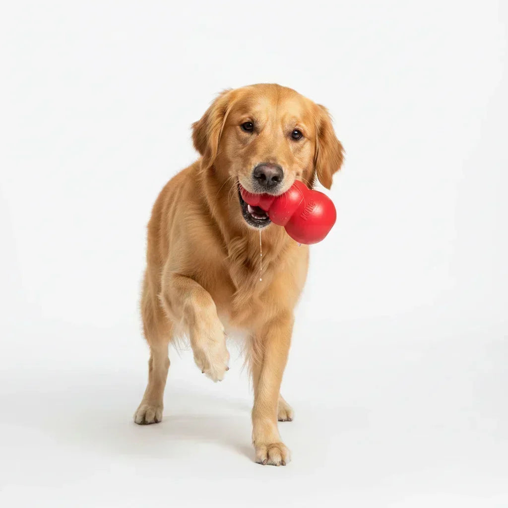 Guía completa de accesorios que realmente necesita un perro o gato