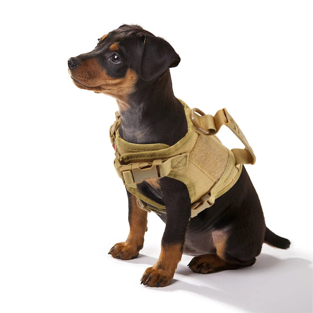 Artículos para mascotas: lo que realmente importa cuando quieres que tu perro viva mejor