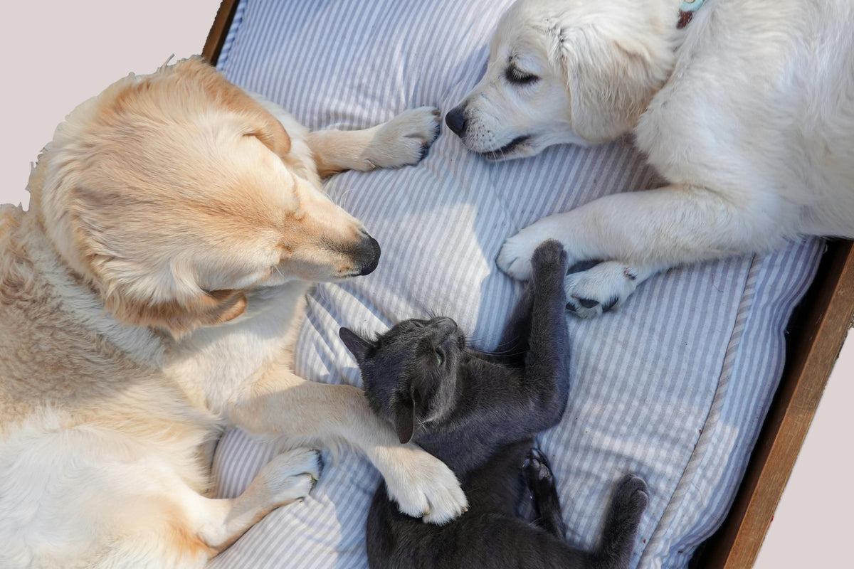 Camas para Perros