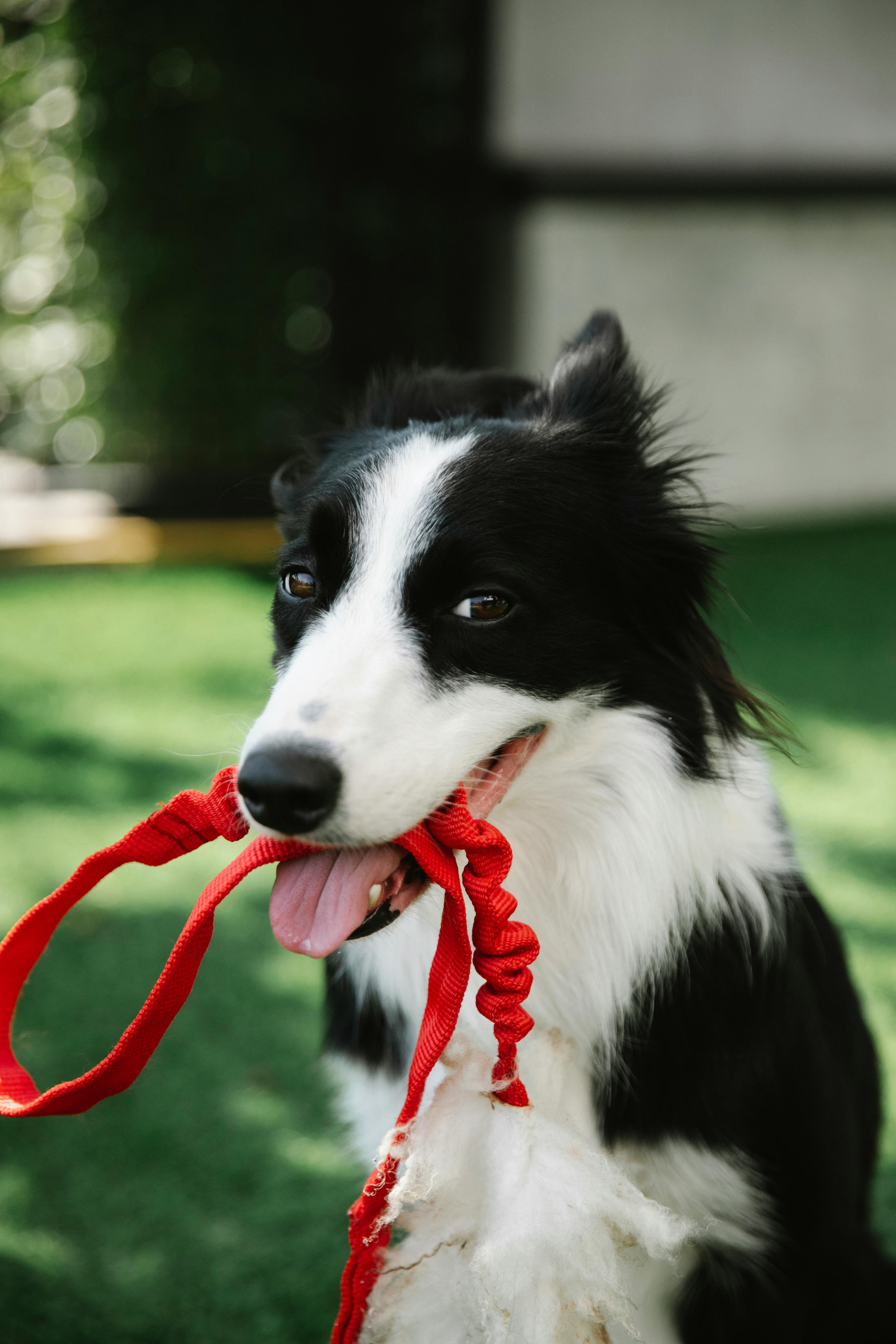 Correas para Perros