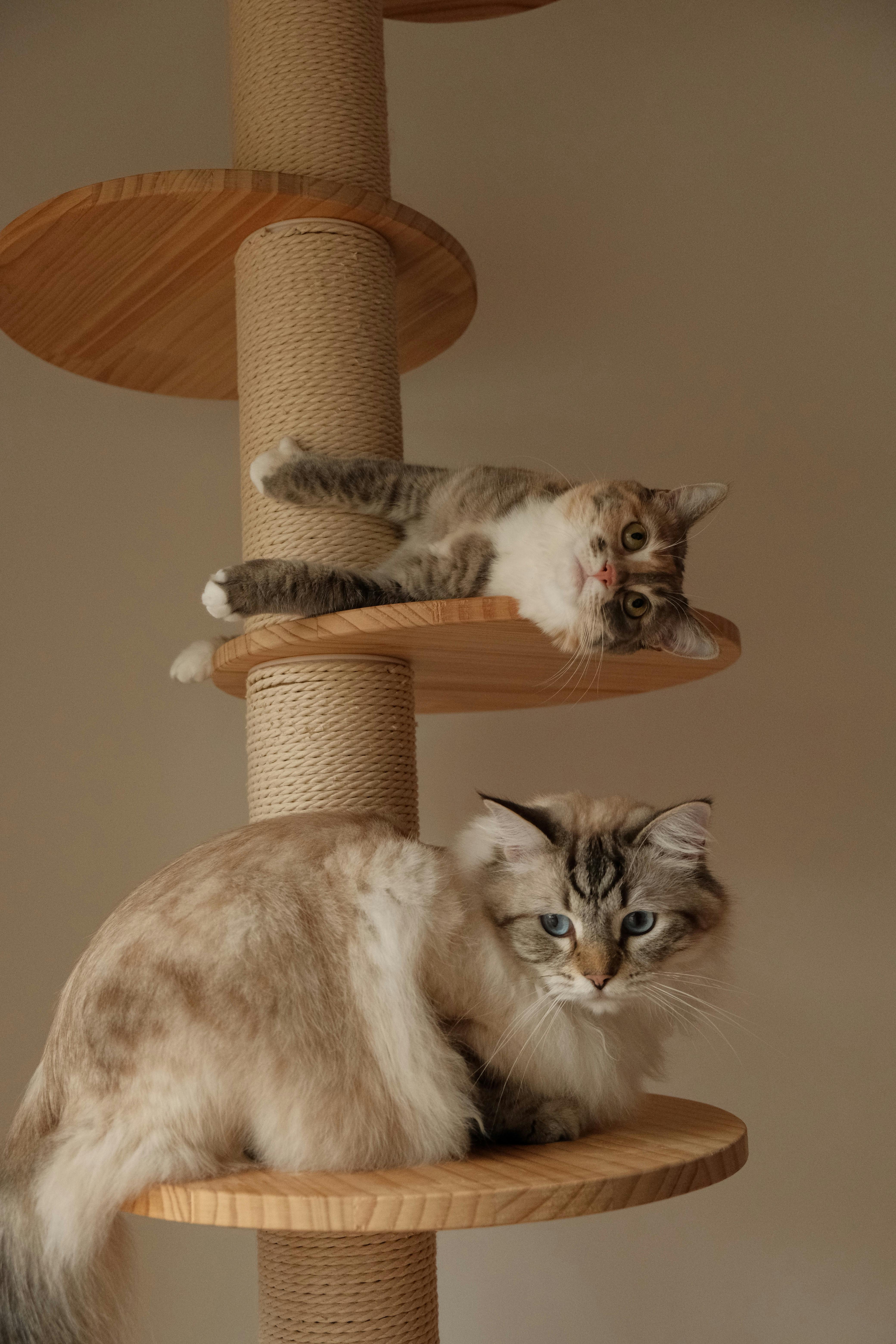 Árboles para Gatos