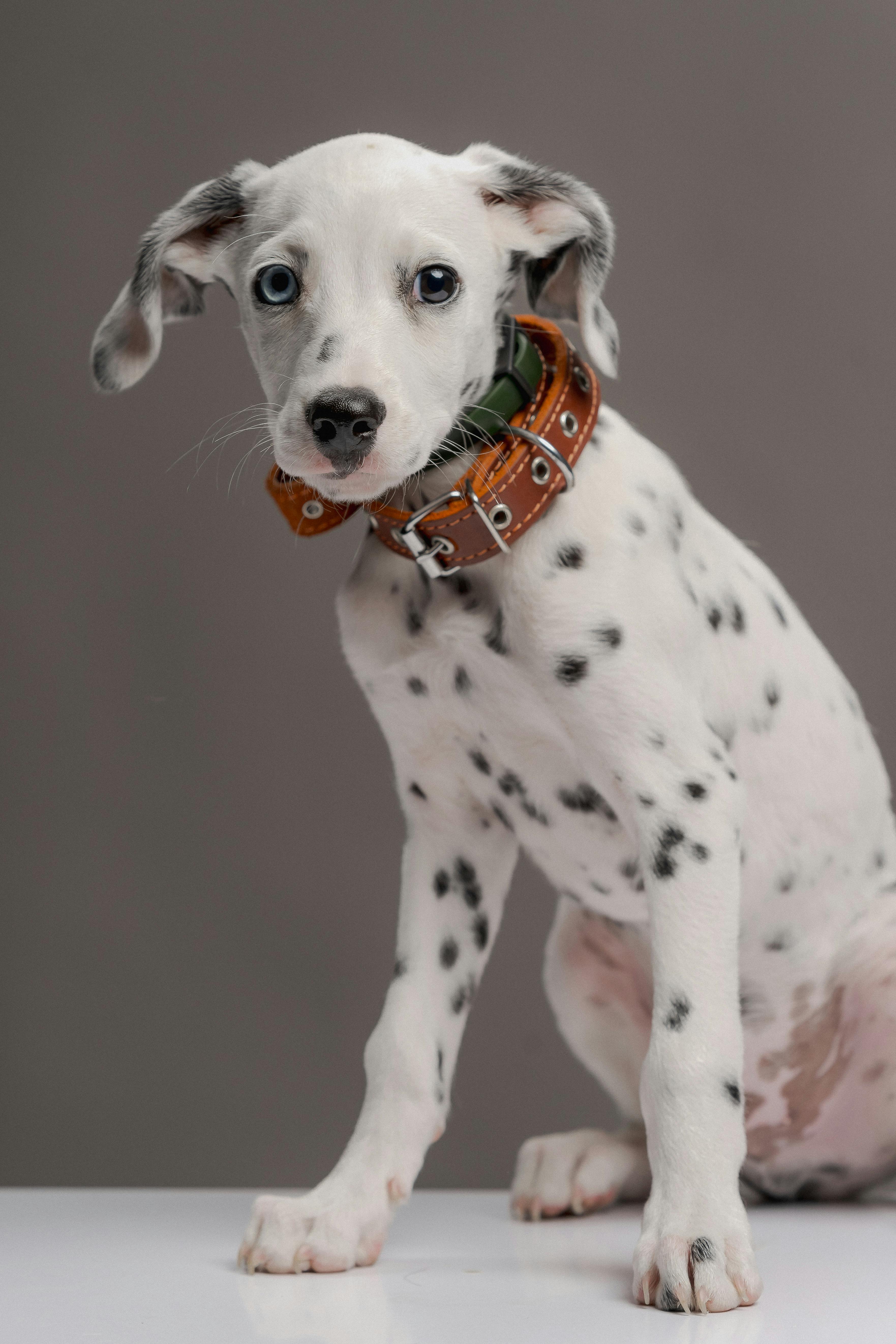 Collares para Perros y Gatos