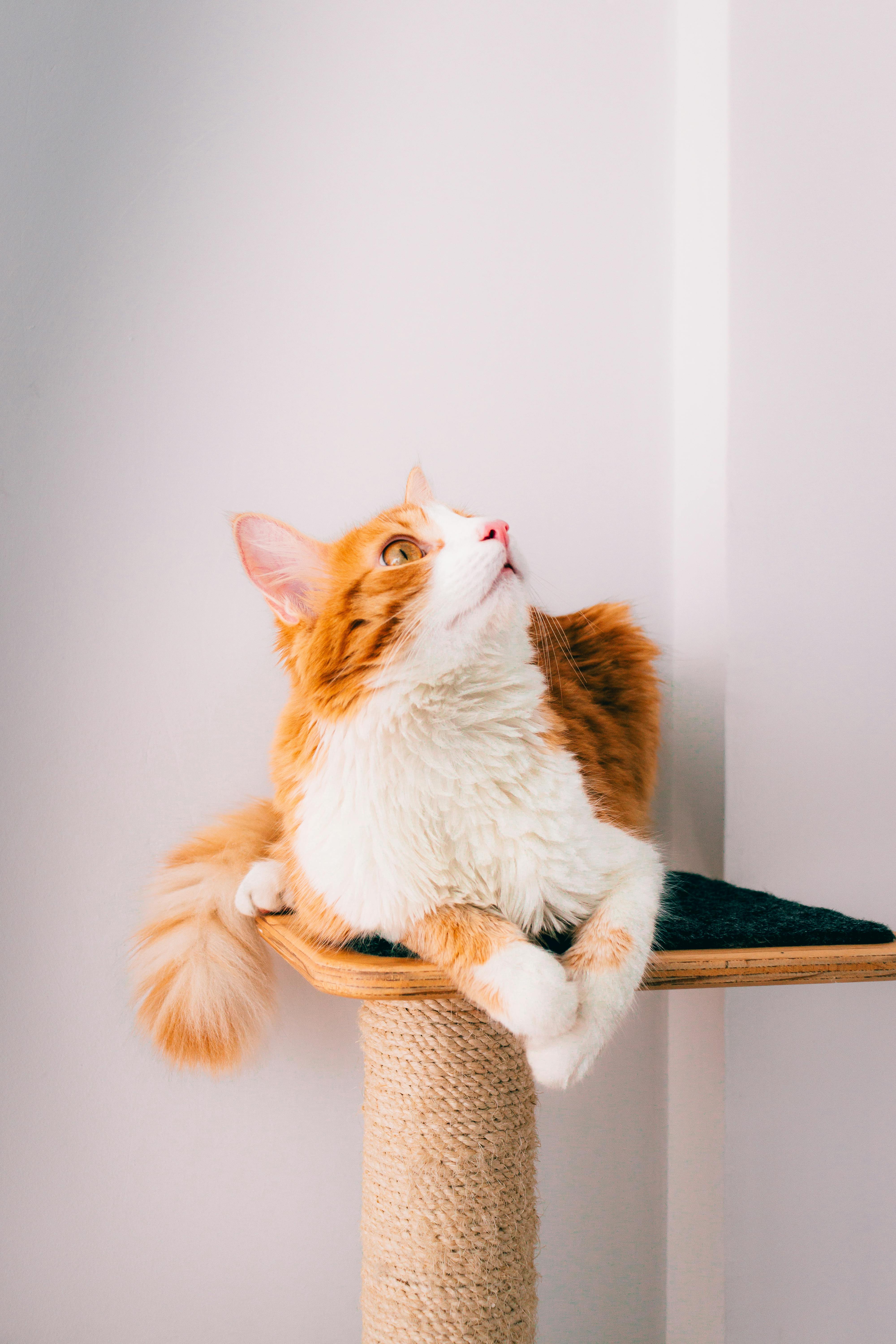 Rascadores para Gatos