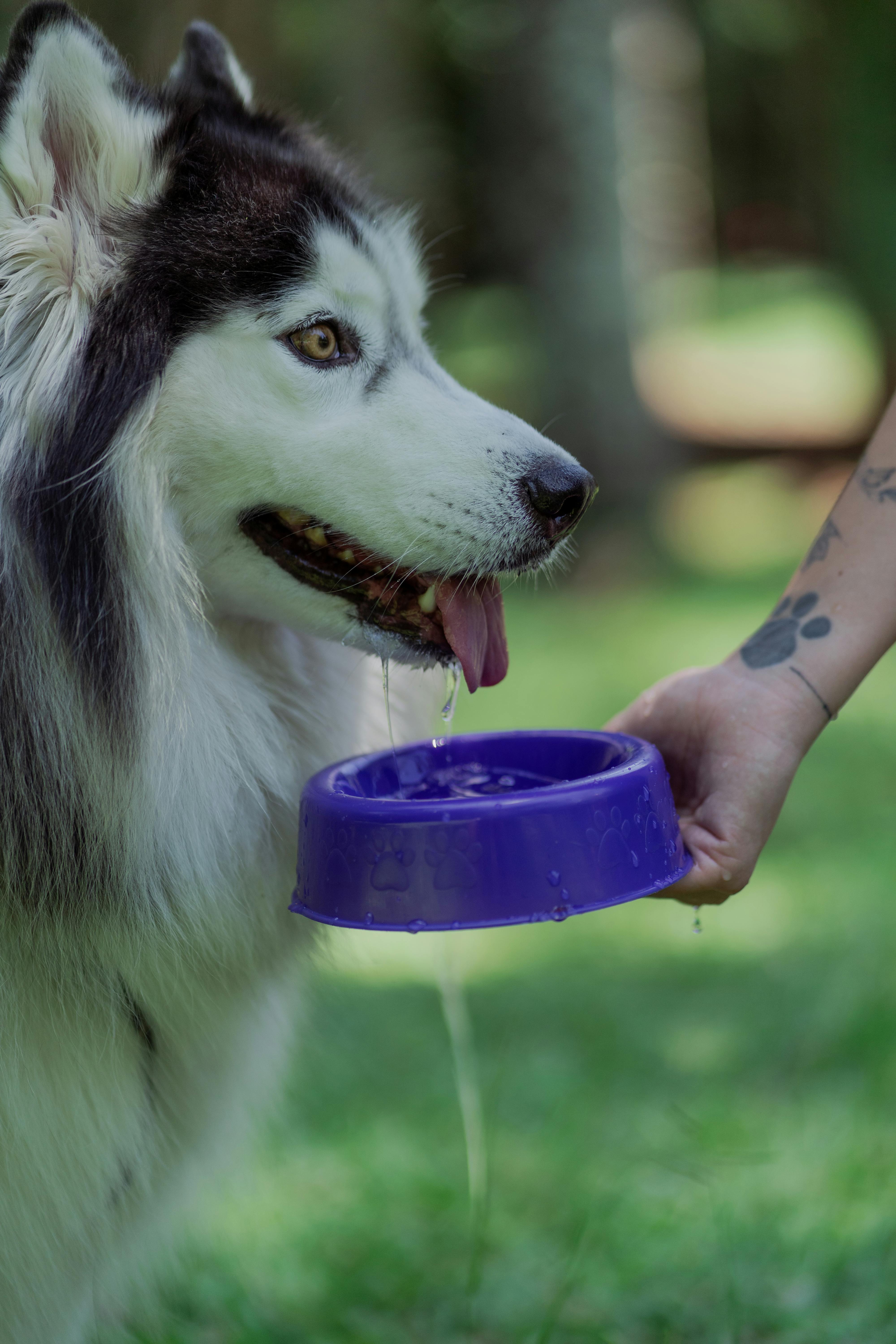 Comederos para Perros