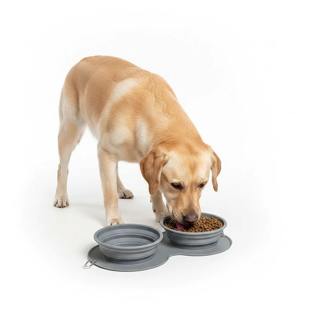 Comedero plegable de silicona con un Labrador comiendo