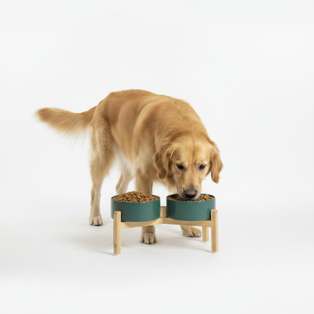 Comedero Elevado de Cerámica para Perros - Colores Vivos