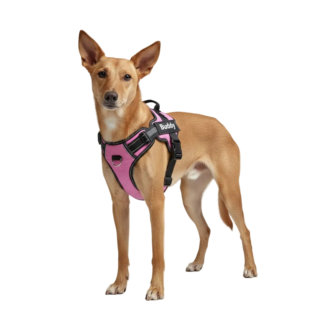 Arnés Personalizable para Perros