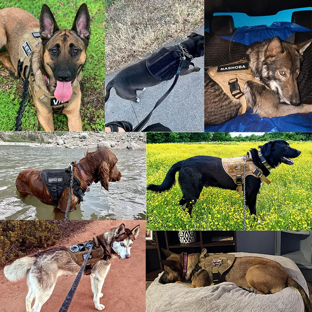 Set de Arnés Táctico con Collar y Correa para Perros Grandes