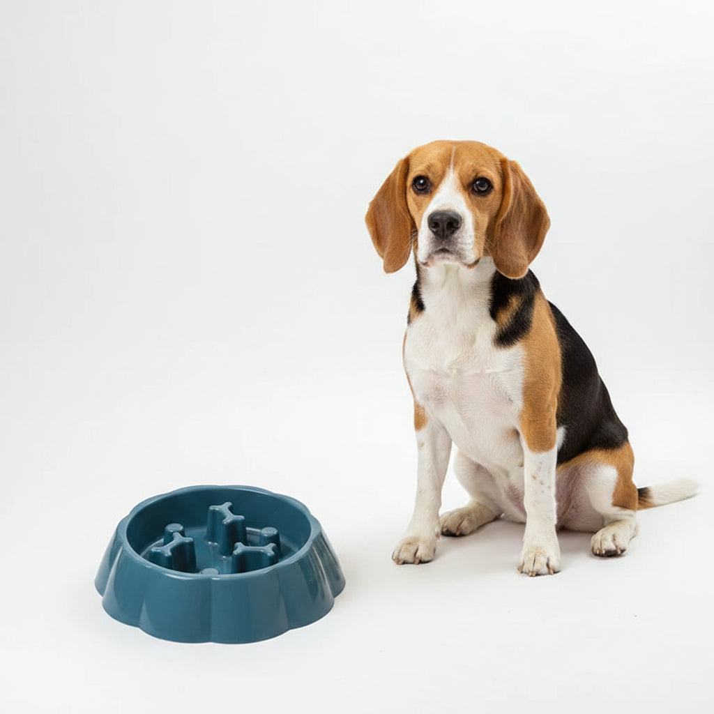 Comedero Antiahogo de Colores para Perros y Gatos