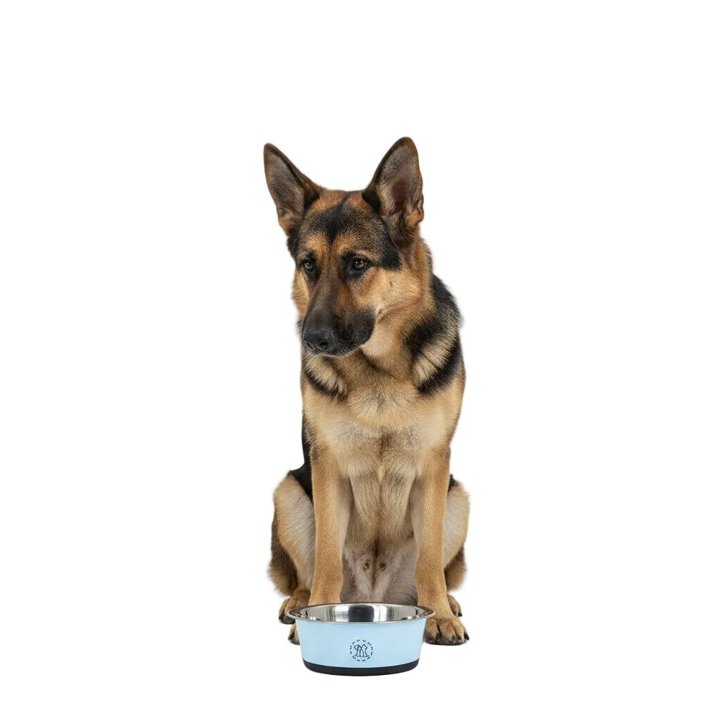Comedero de Acero Antivuelco para Perros y Gatos