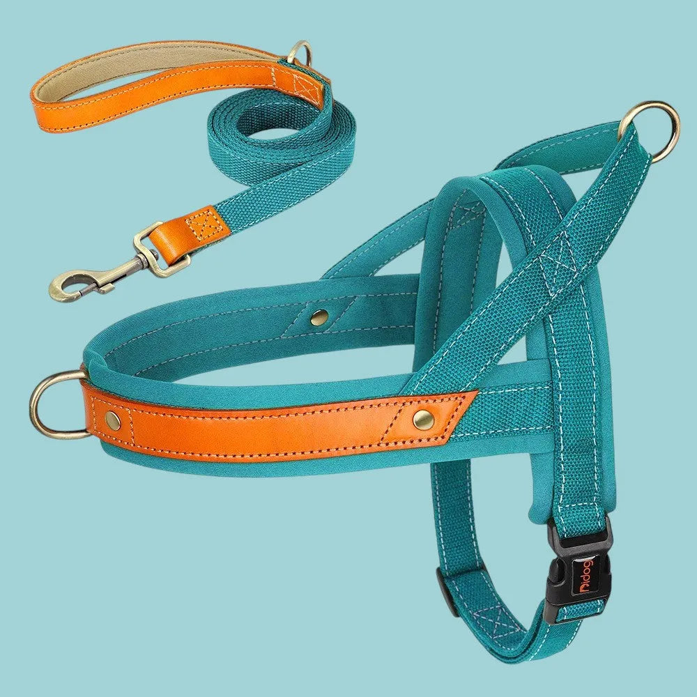 Kit Árnes y Collar para Perros