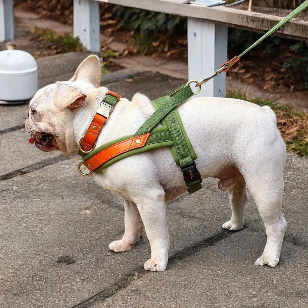 Kit Árnes y Collar para Perros