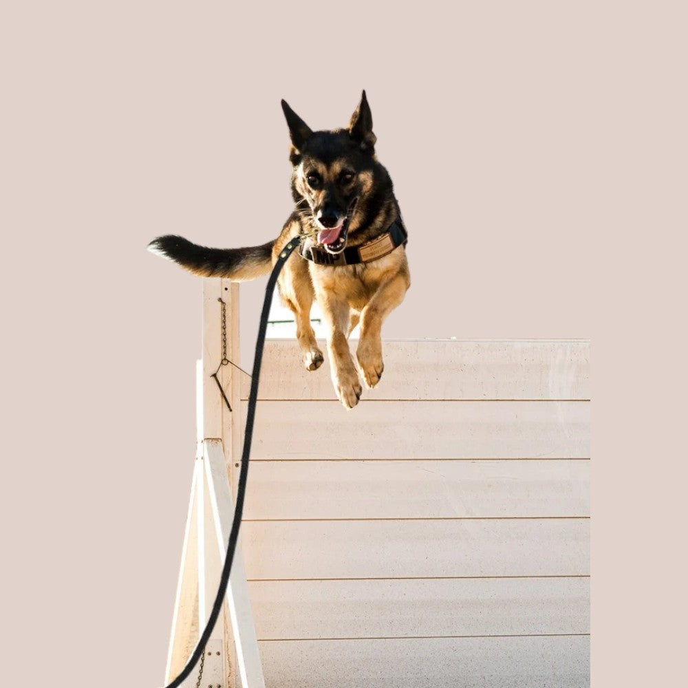 Correa para Perros de Nylon Larga Negro