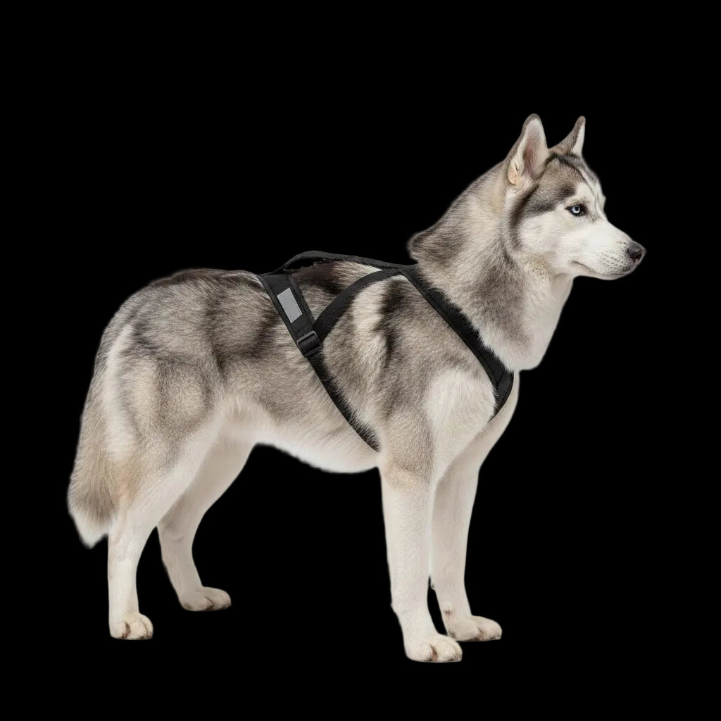 Arnés de tiro para perros grandes – Control, fuerza y seguridad